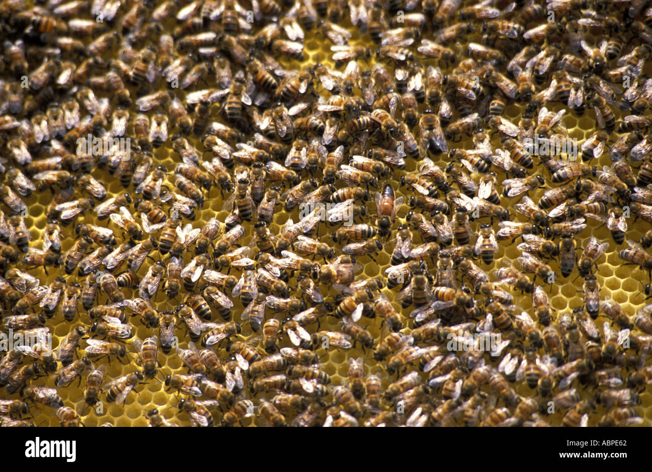 Bees bees hi-res stock photography and images - Alamy