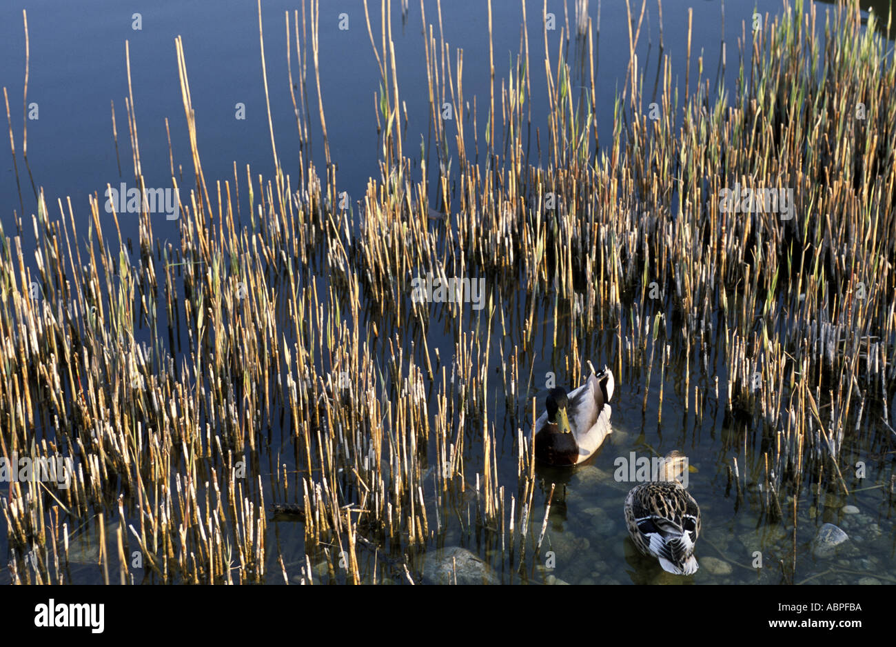 Animal of the pond hi-res stock photography and images - Alamy
