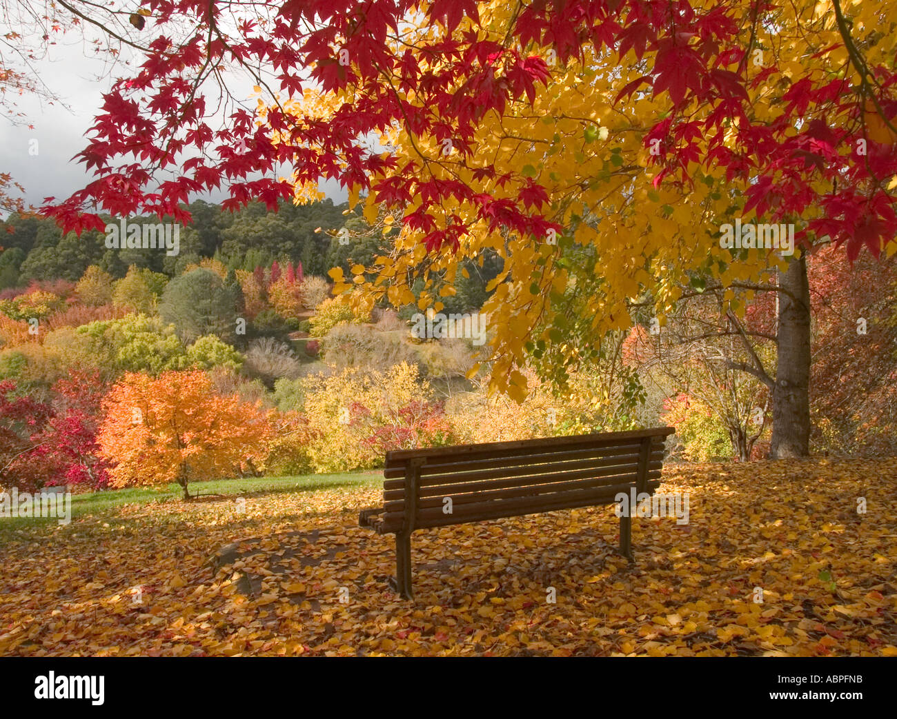 Seat In Botanical Gardens Trees In Autumn Mount Lofty
