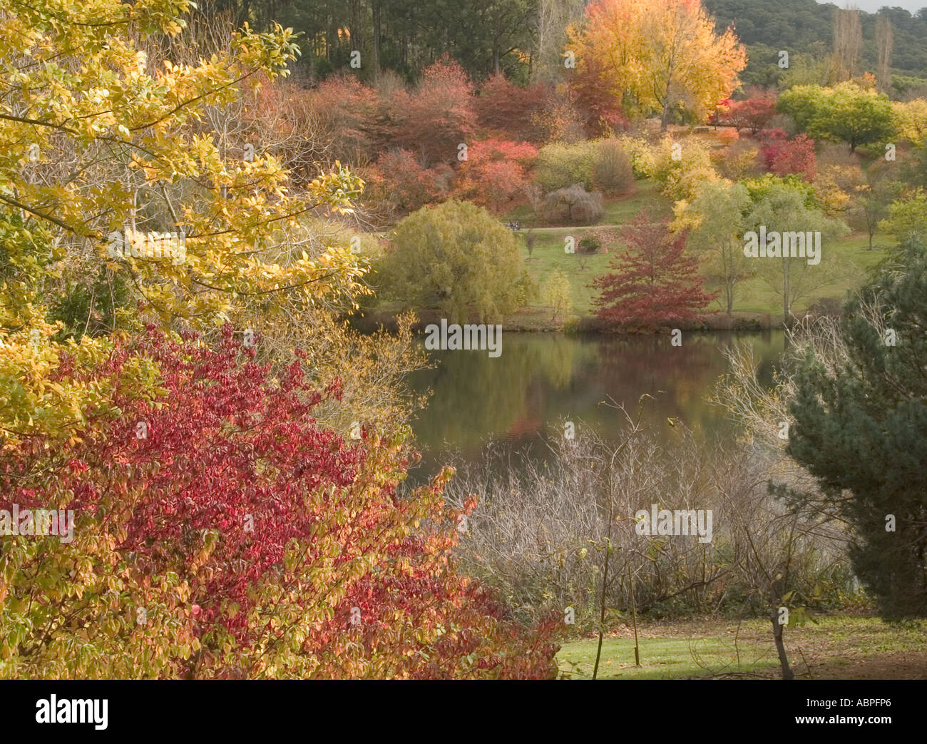 BOTANICAL GARDENS, TREES  IN AUTUMN, , MOUNT LOFTY, ADELAIDE, SOUTH AUSTRALIA, Stock Photo