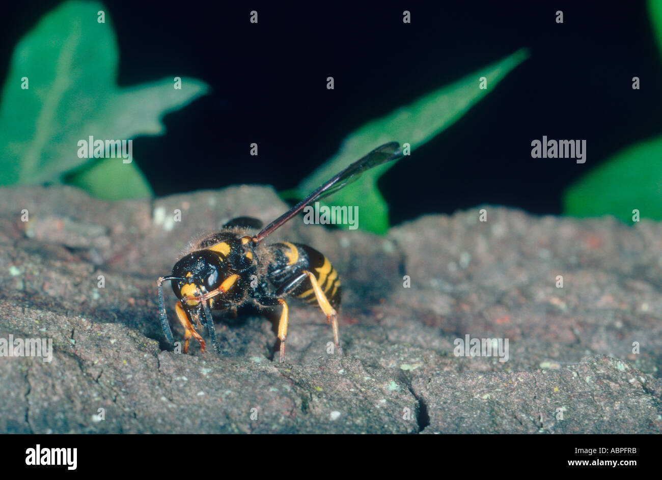 Mason Wasp, Odynerus alpinus. Cleaning itself Stock Photo