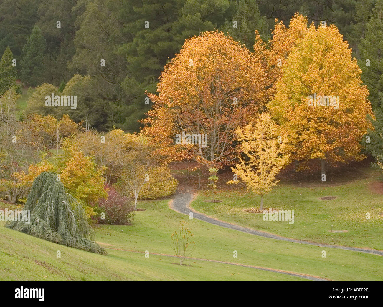 BOTANICAL GARDENS, TREES IN AUTUMN, , MOUNT LOFTY, ADELAIDE, SOUTH