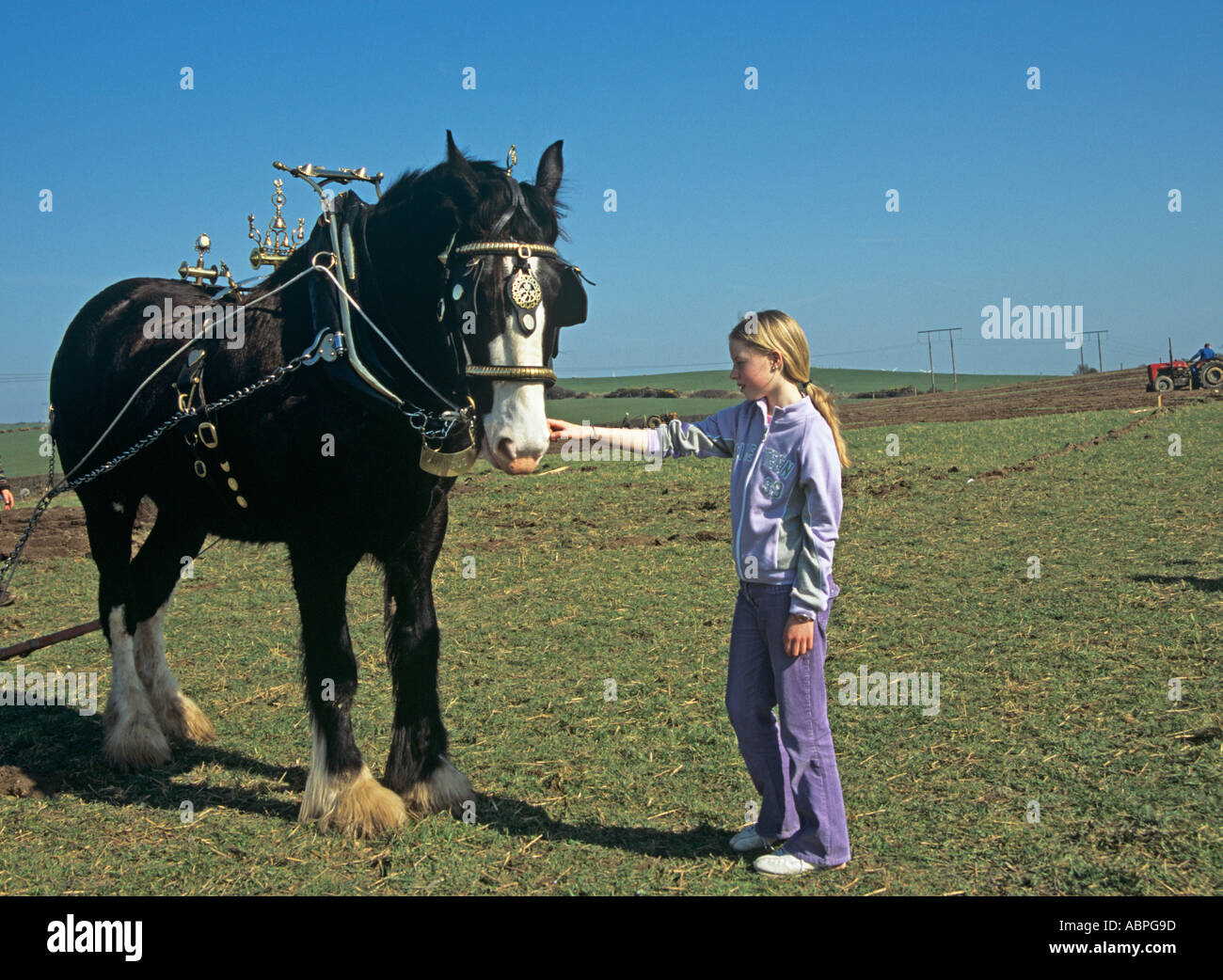 Shire horse in harness hi-res stock photography and images - Alamy