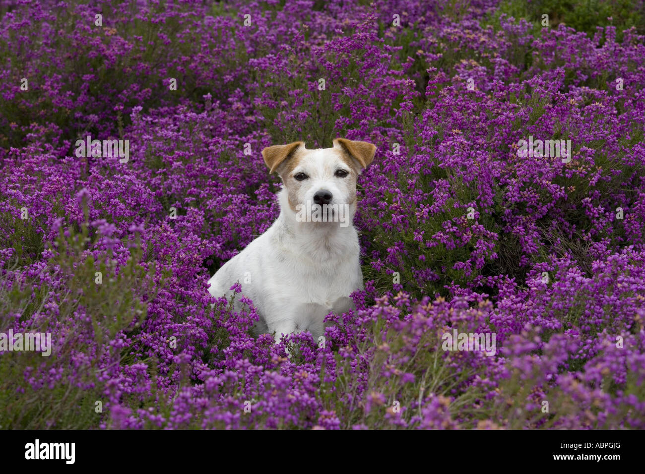 Jack Russell Terrier in Heather Stock Photo