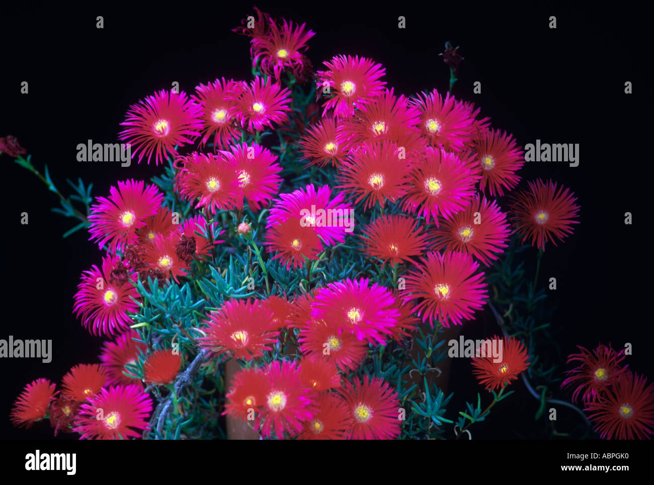 Chrysanthemum, Chrysanthemum sp. Blossom Stock Photo