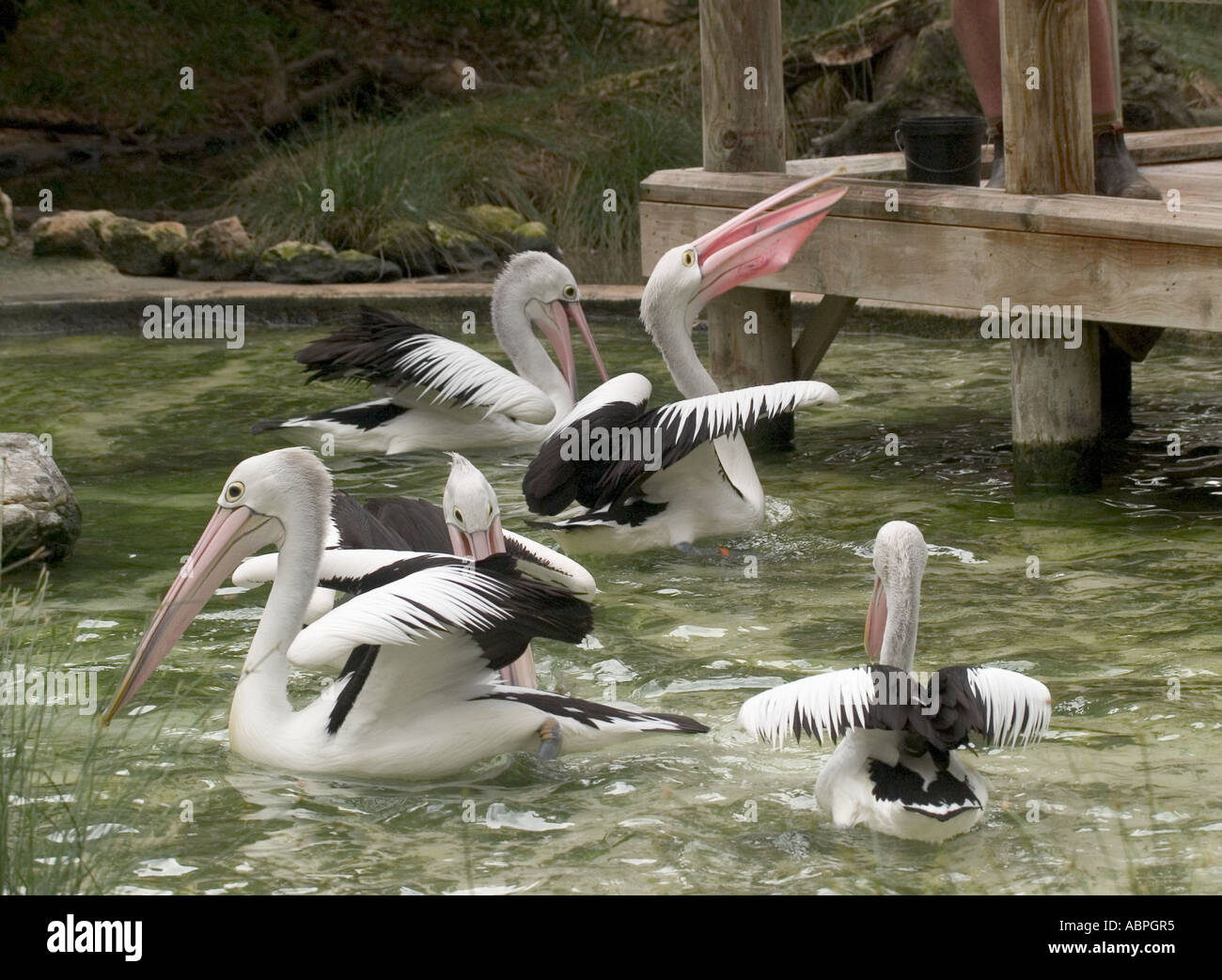 FEEDING TIME FOR AUSTRALIAN PELICAN AT ADELAIDE ZOO, ADELAIDE, SOUTH AUSTRALIA, Stock Photo