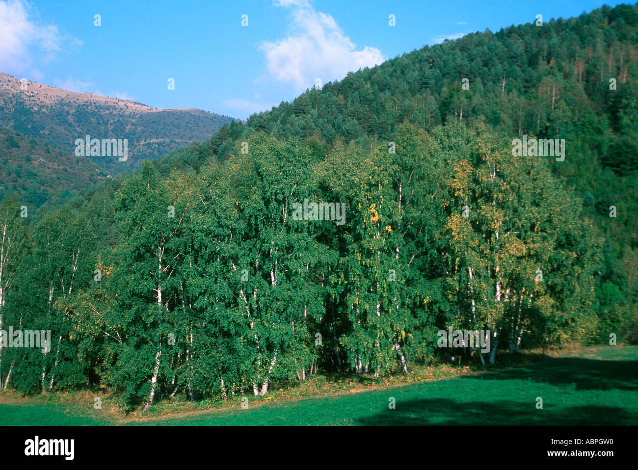 Wood with Common or European Ash Trees, Fraxinus excelsior. Pyrenees. Spain Stock Photo