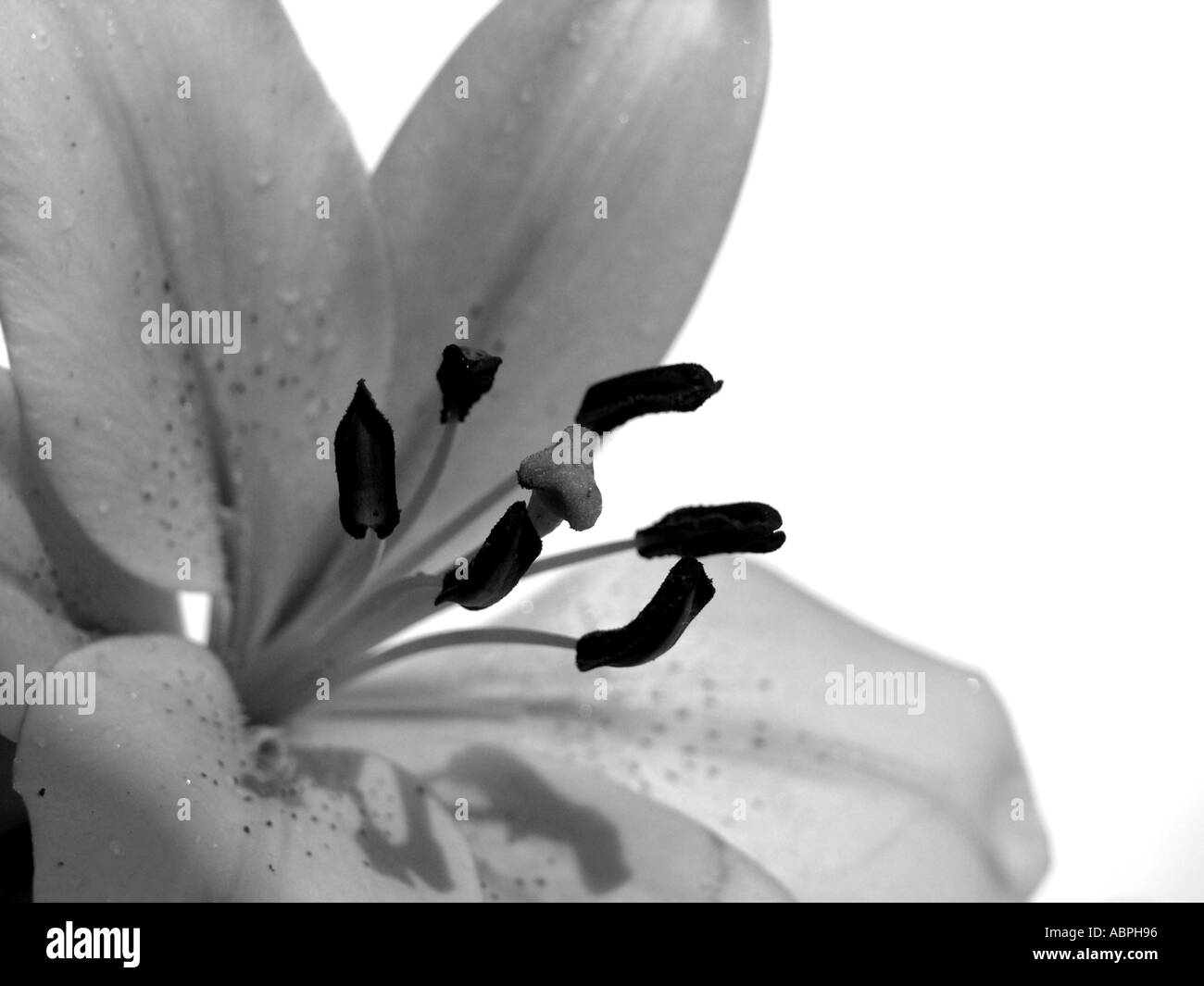 black and white lily flower Stock Photo Alamy