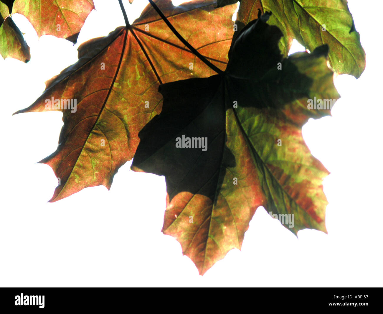 autumn leaves against a white background Stock Photo