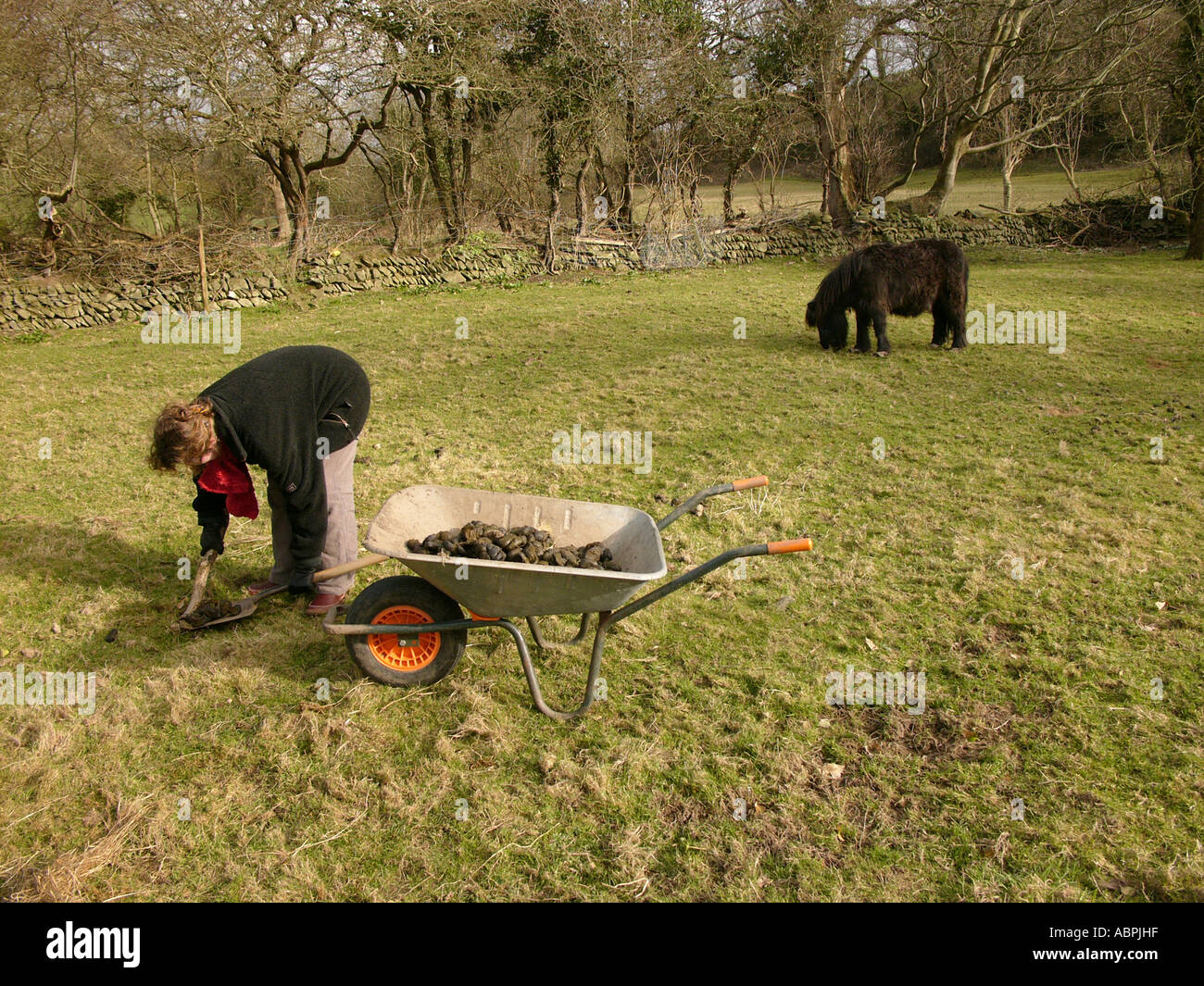 woman collecting horse manure in a field to use on her garden and vegetables, Wales UK Stock Photo