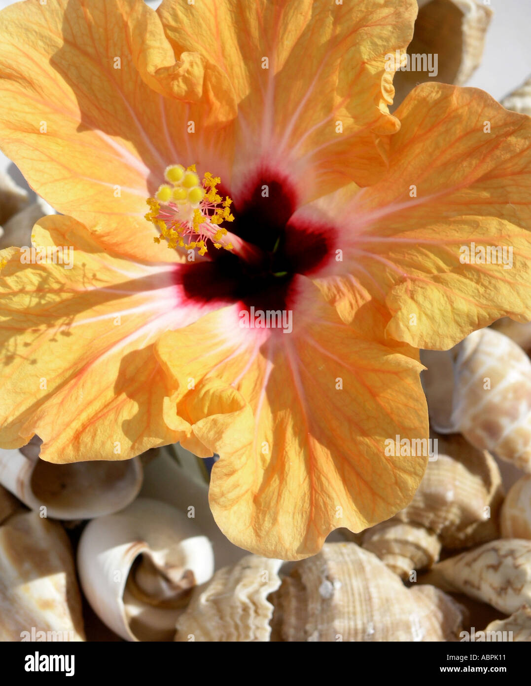 White hibiscus flower red center hires stock photography and images