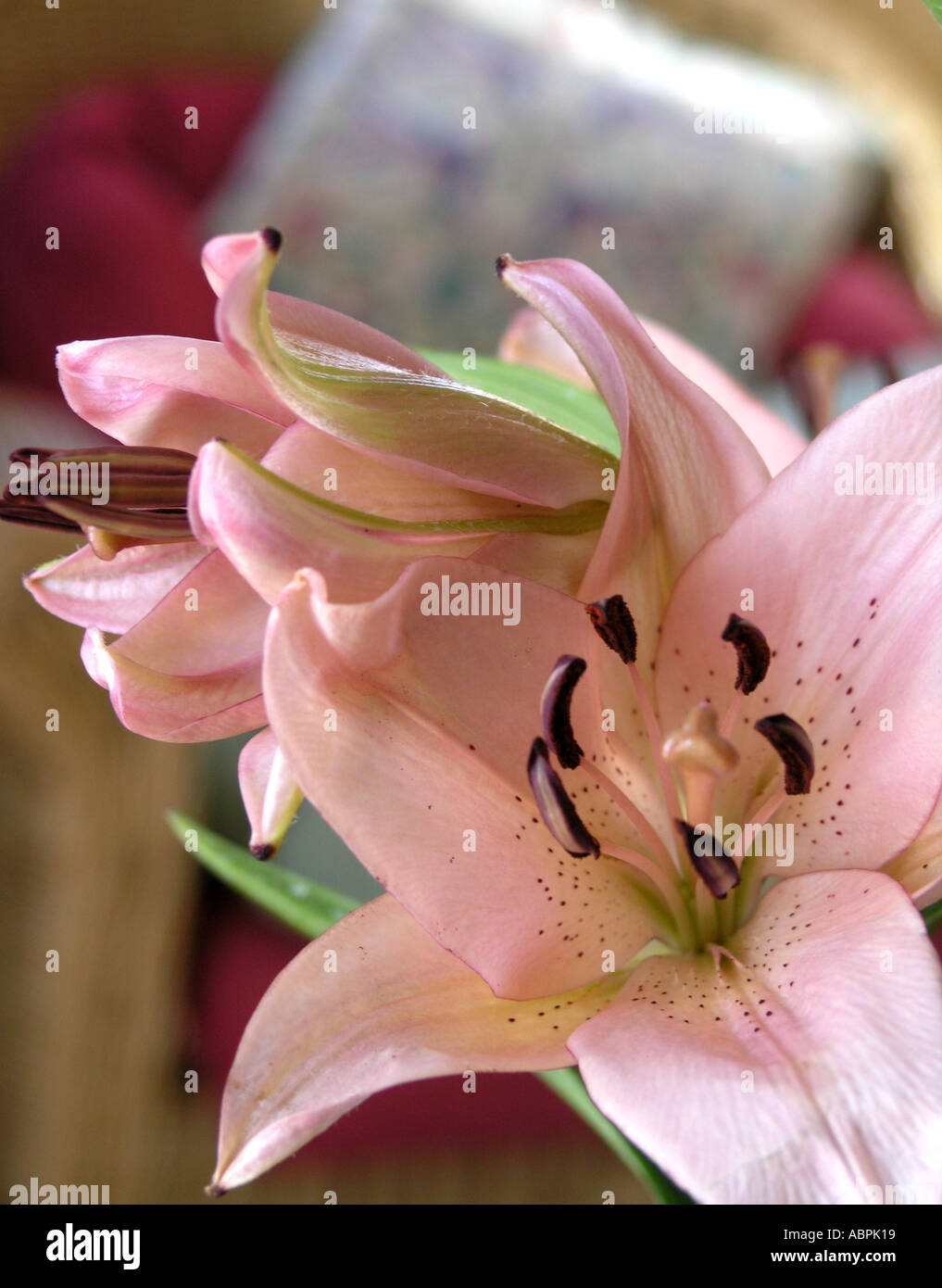 pink,lily, flowers, stamen, close, up. blooms, Stock Photo