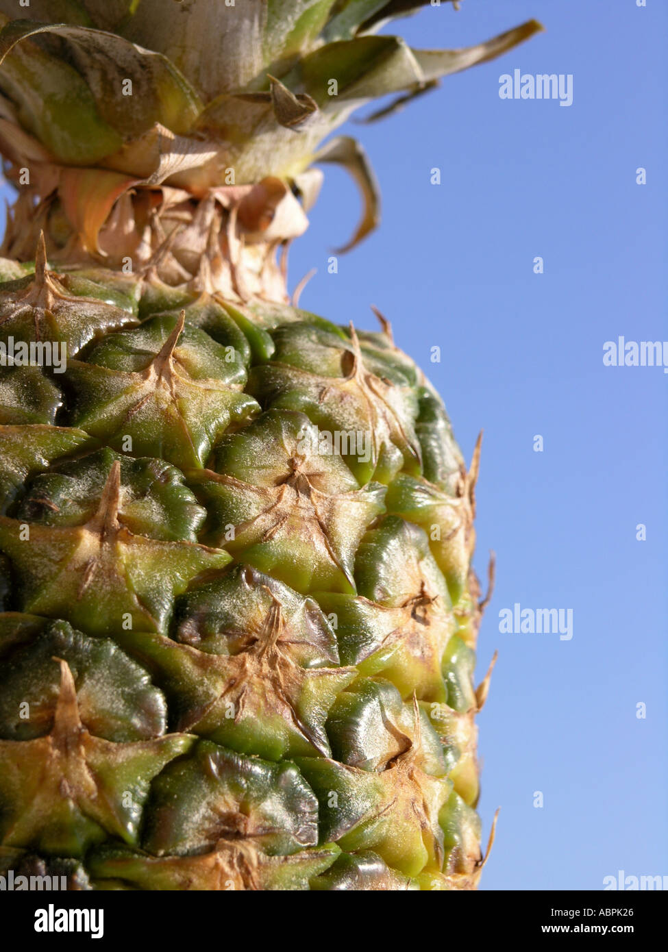 Whole pineapple fruit against a blue background Stock Photo