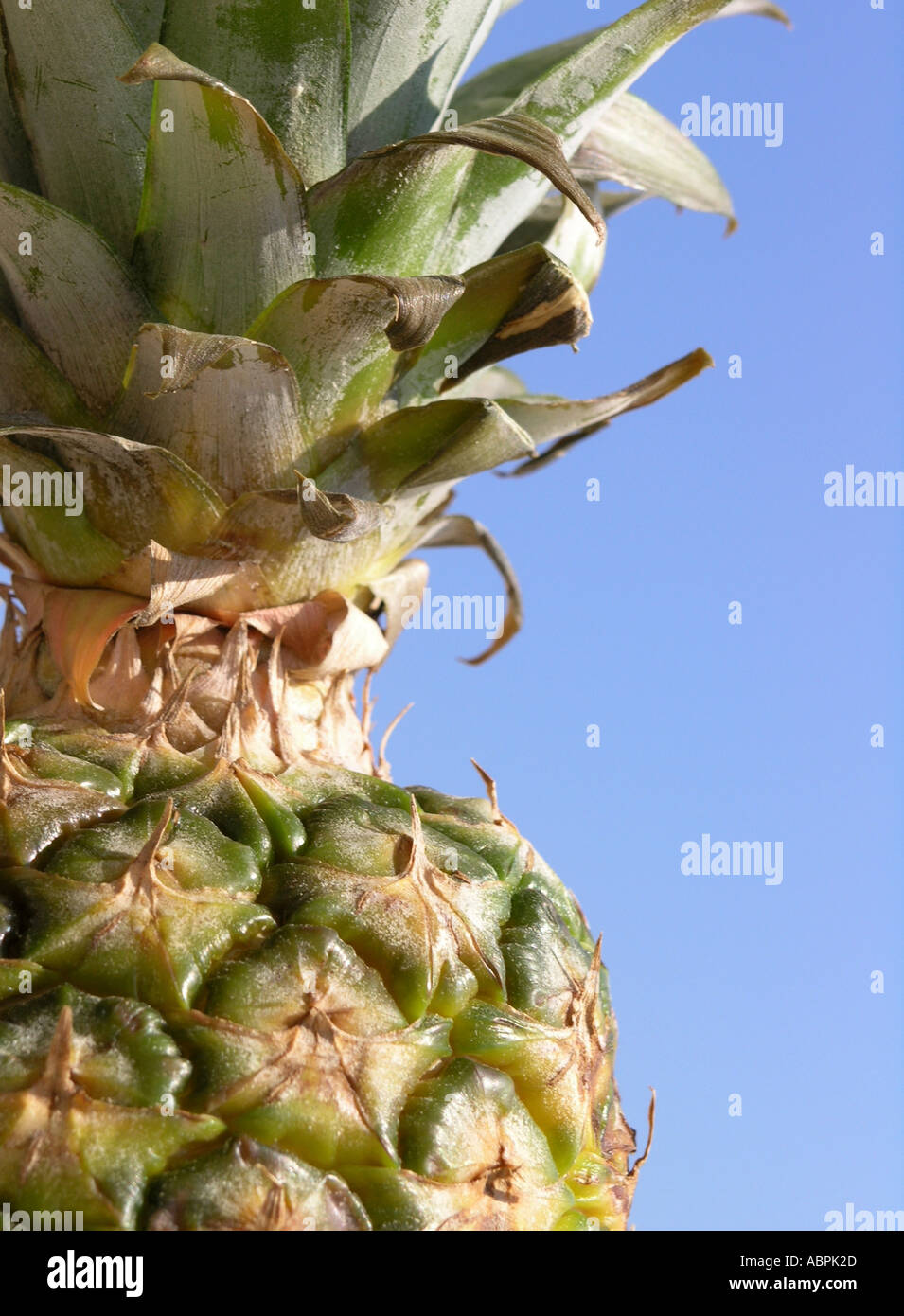 Whole pineapple against a blue background Stock Photo