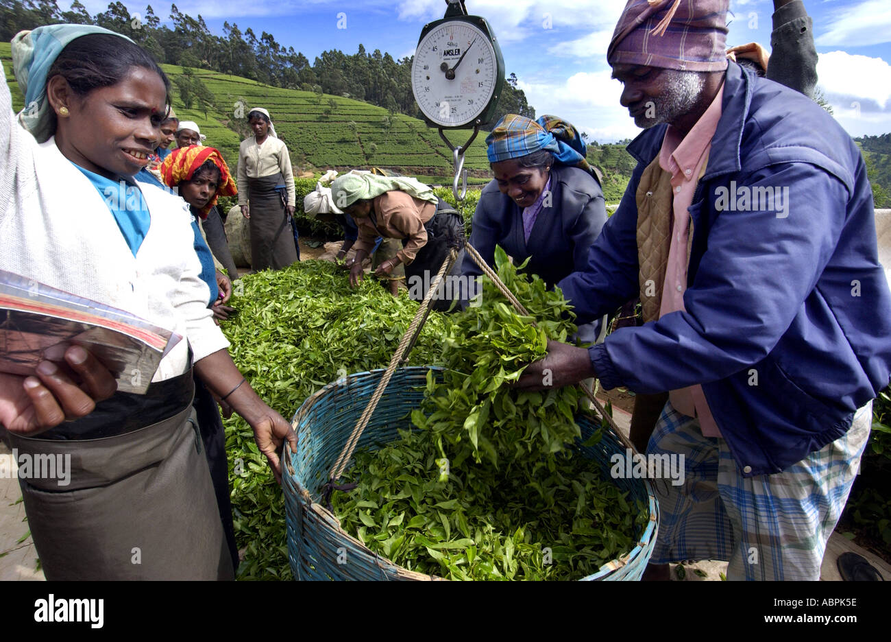 tea pickers bring baskets to be weighed in Sri Lanka Stock Photo