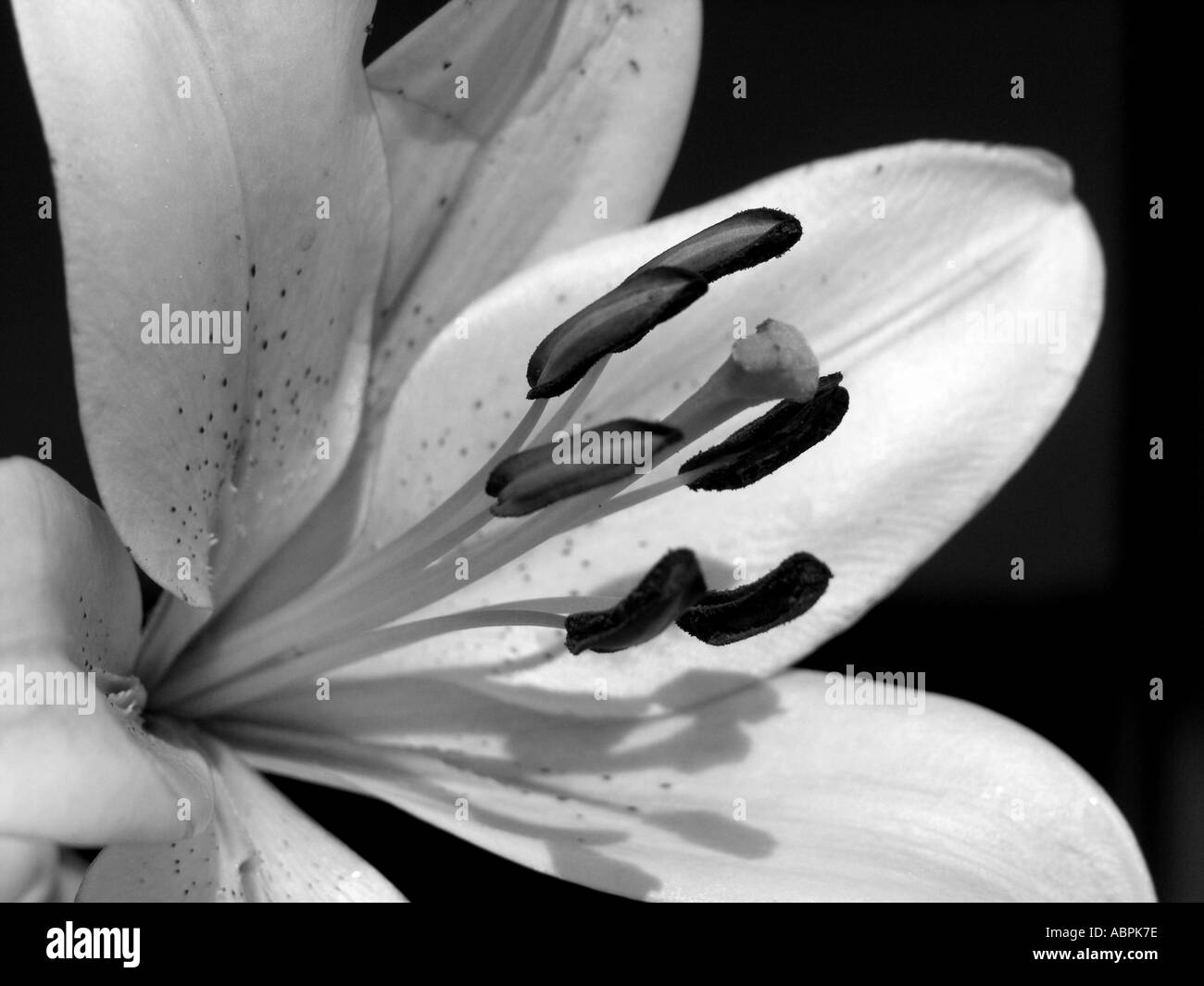 Mono lily flower Stock Photo