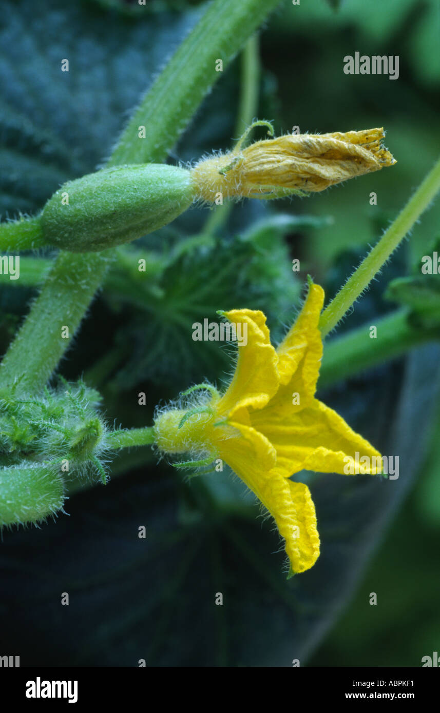 Cucumis sativus 'Crystal Apple'. Male and female flowers on cucumber plant Stock Photo