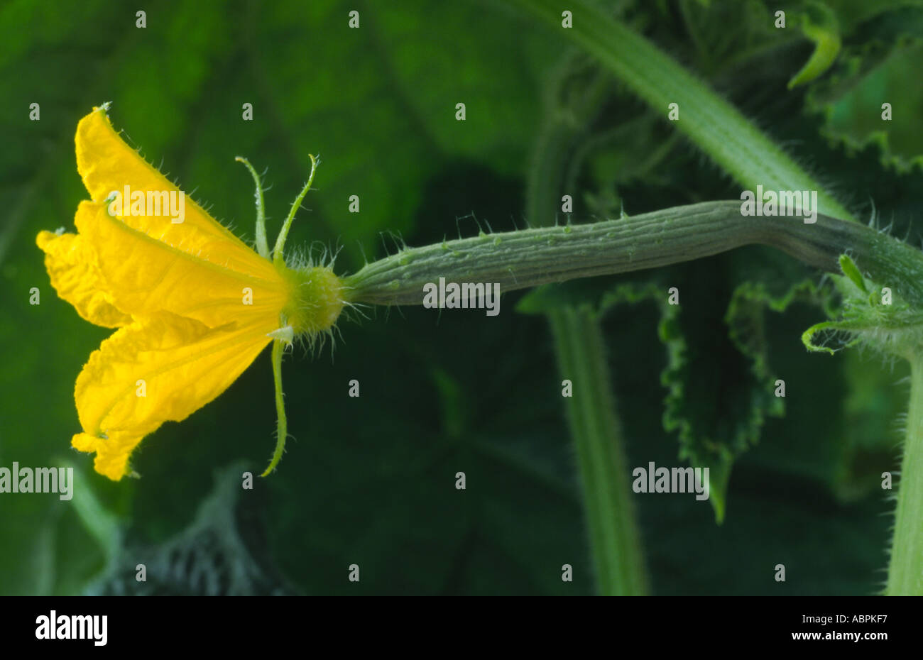 Cucumis sativus 'Landora' F1 Hybrid. All female Cucumber flower on