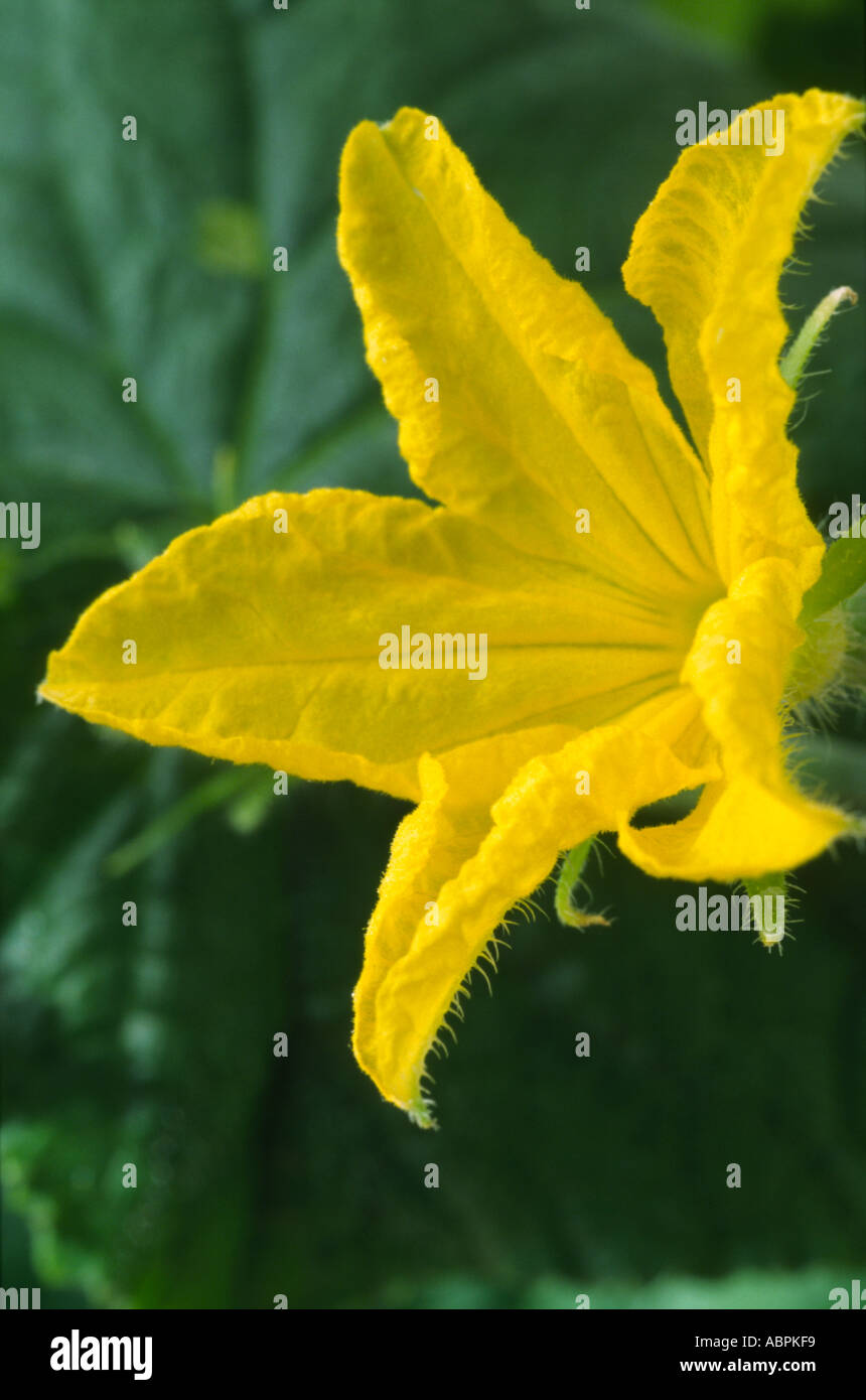 Cucumis sativus 'Petita'. All female. F1 Hybrid. Cucumber flower Stock