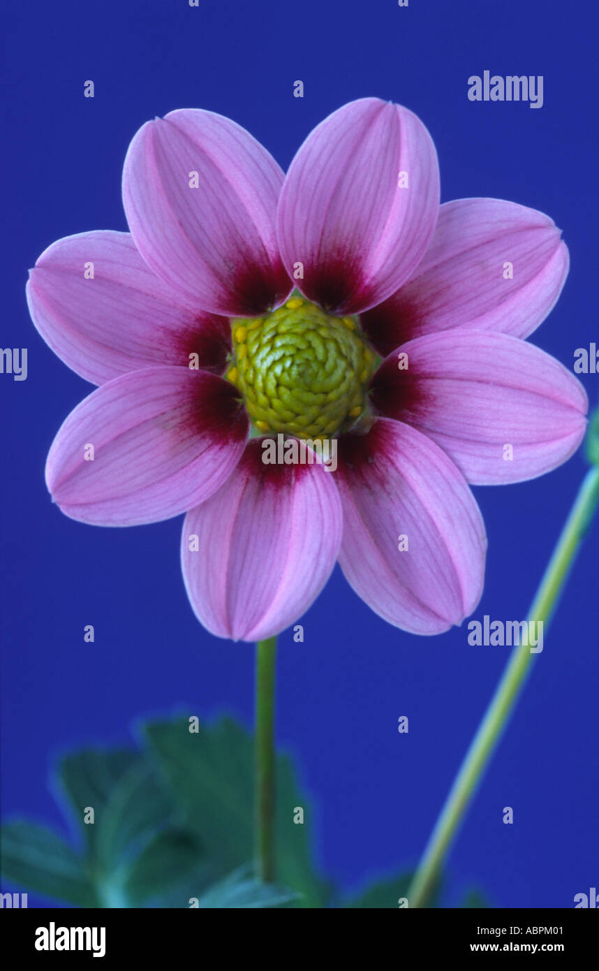 Dahlia 'Exotic Dwarf'. Single Lilliput dahlia Stock Photo - Alamy