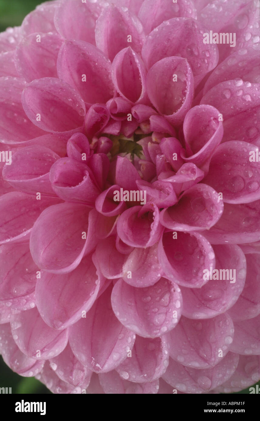 Willowfield matthew dahlia hires stock photography and images Alamy