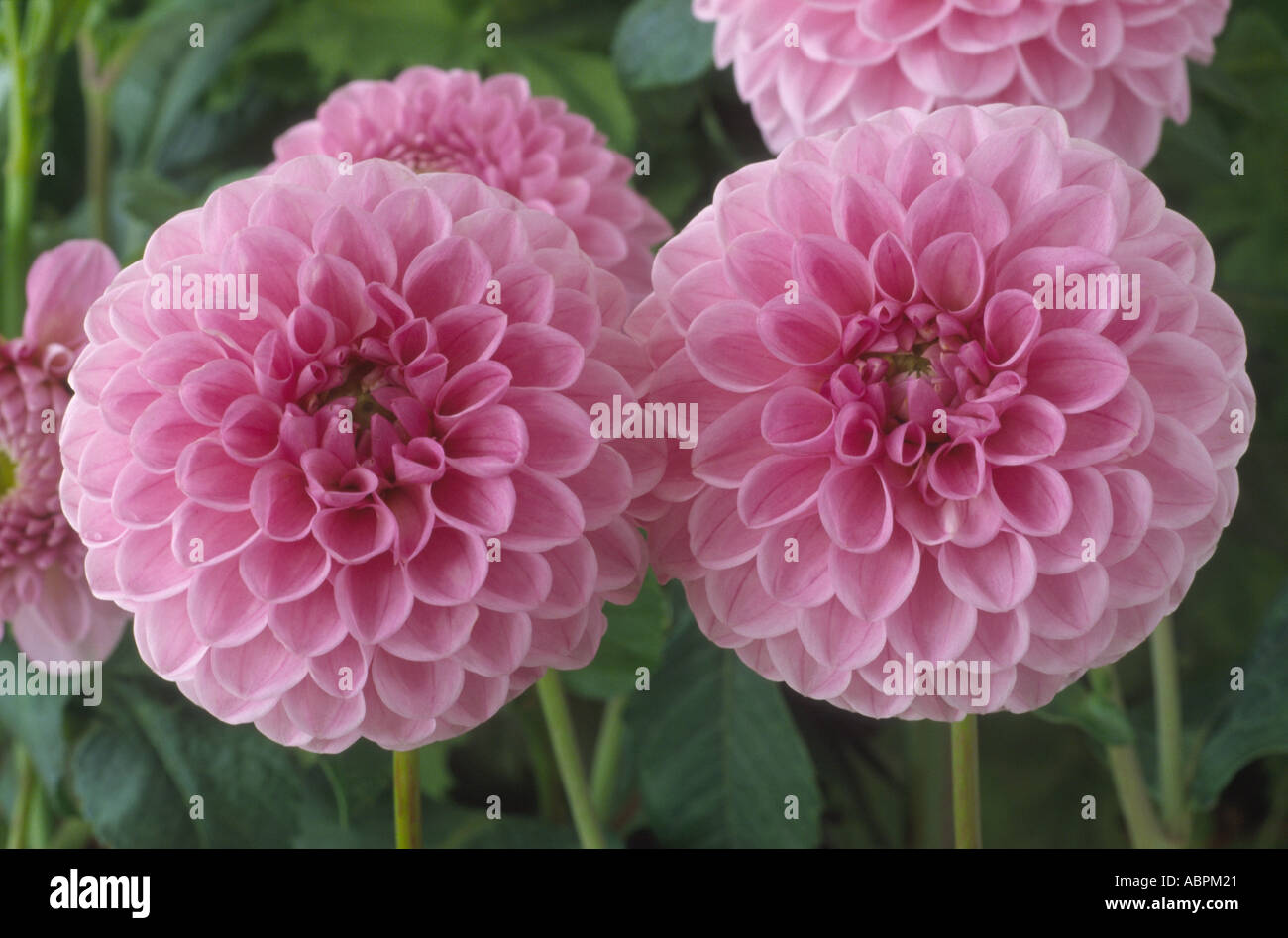Dahlia ‘Willowfield Matthew’. Decorative Miniature dahlia Stock Photo