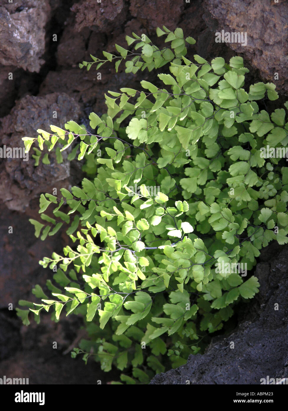 Maiden Hair Fern Growing Outside In A Garden Stock Photo 4226082