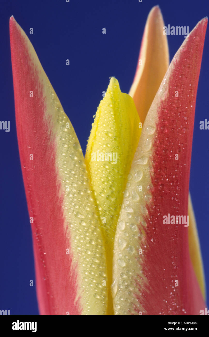 Tulipa 'Tinka'. Miscellaneous tulip Stock Photo Alamy