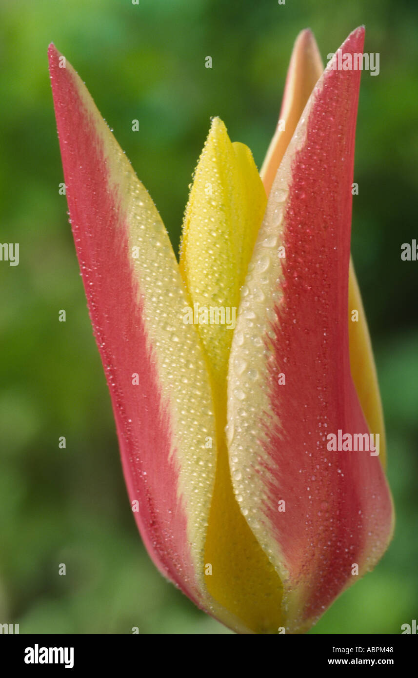 Tulip tinka hires stock photography and images Alamy