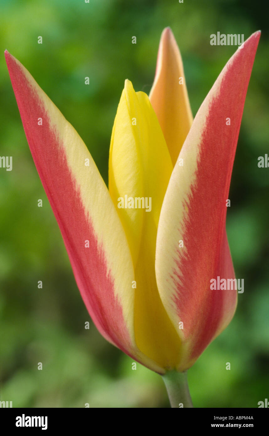 Tulipa 'Tinka'. Miscellaneous tulip Stock Photo Alamy