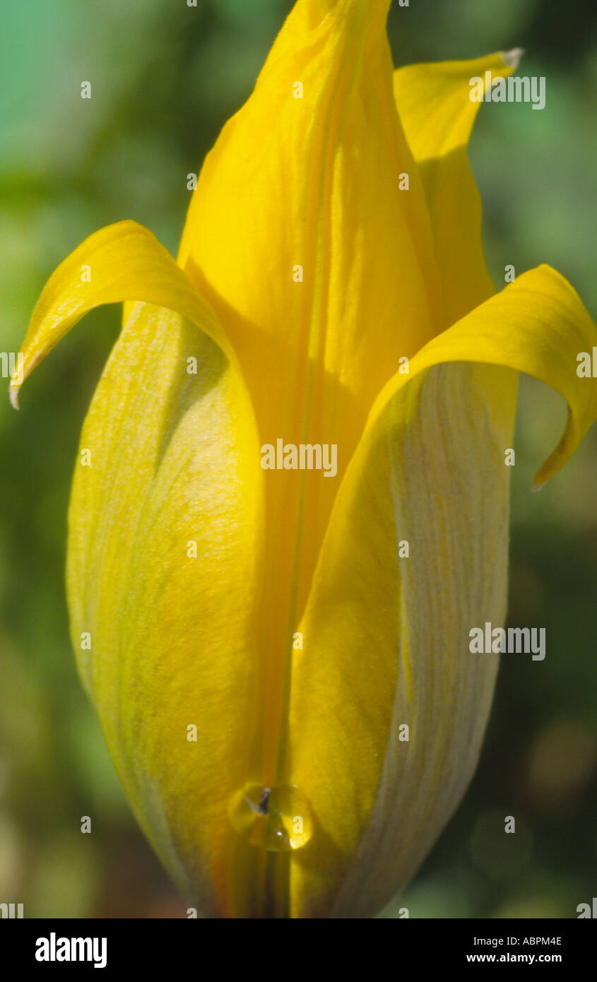 Species tulip sylvestris hi-res stock photography and images - Alamy