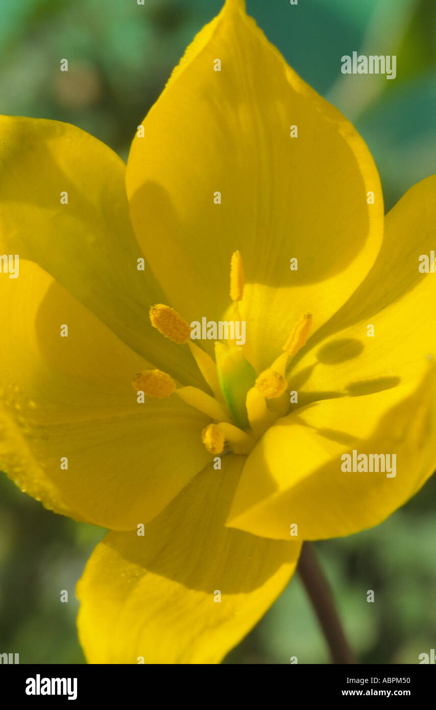 Species tulip sylvestris hi-res stock photography and images - Alamy
