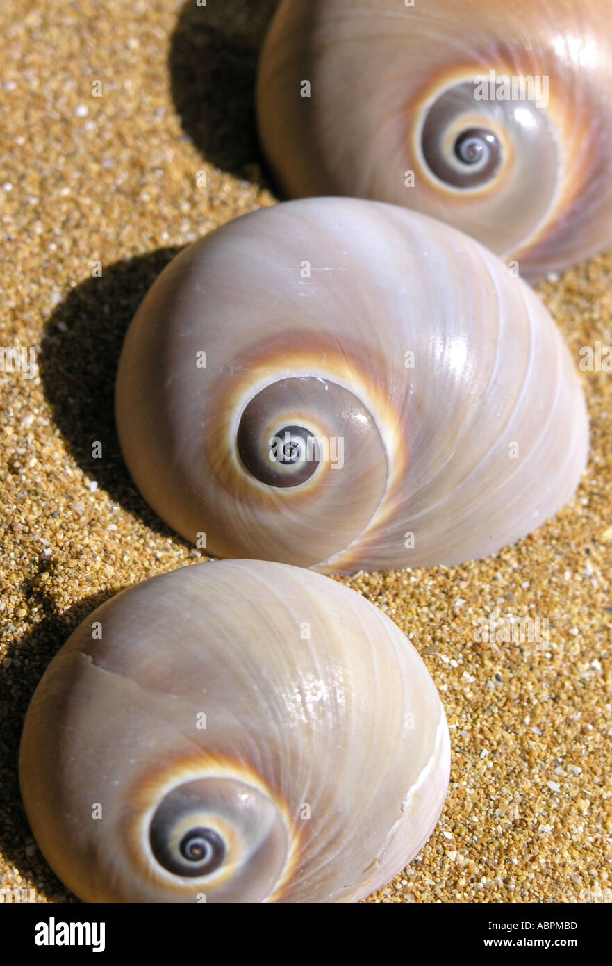 Spiral Shell on a Tropical Sandy Beach with Sunrise Over Ocean a Stock  Image - Image of tropical, vacation: 102666997