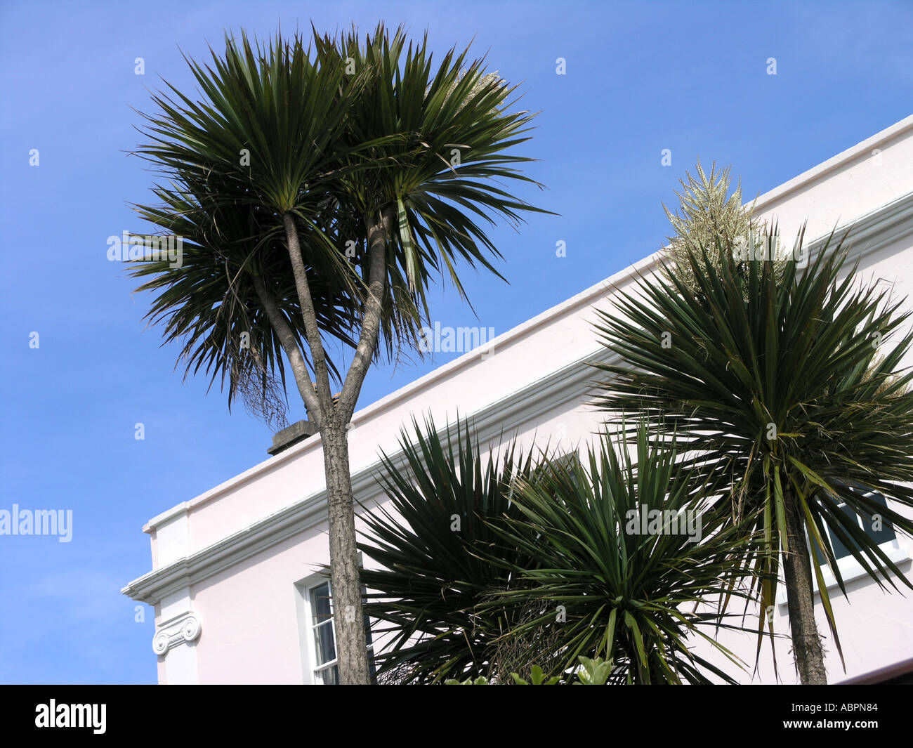 Seaside house with palm trees in Clevedon near Bristol Stock Photo Alamy