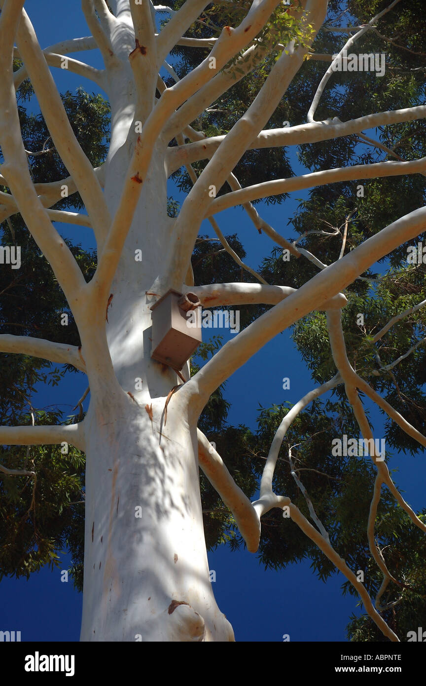 Artificial nesting box for birds and other native wildlife Stock Photo