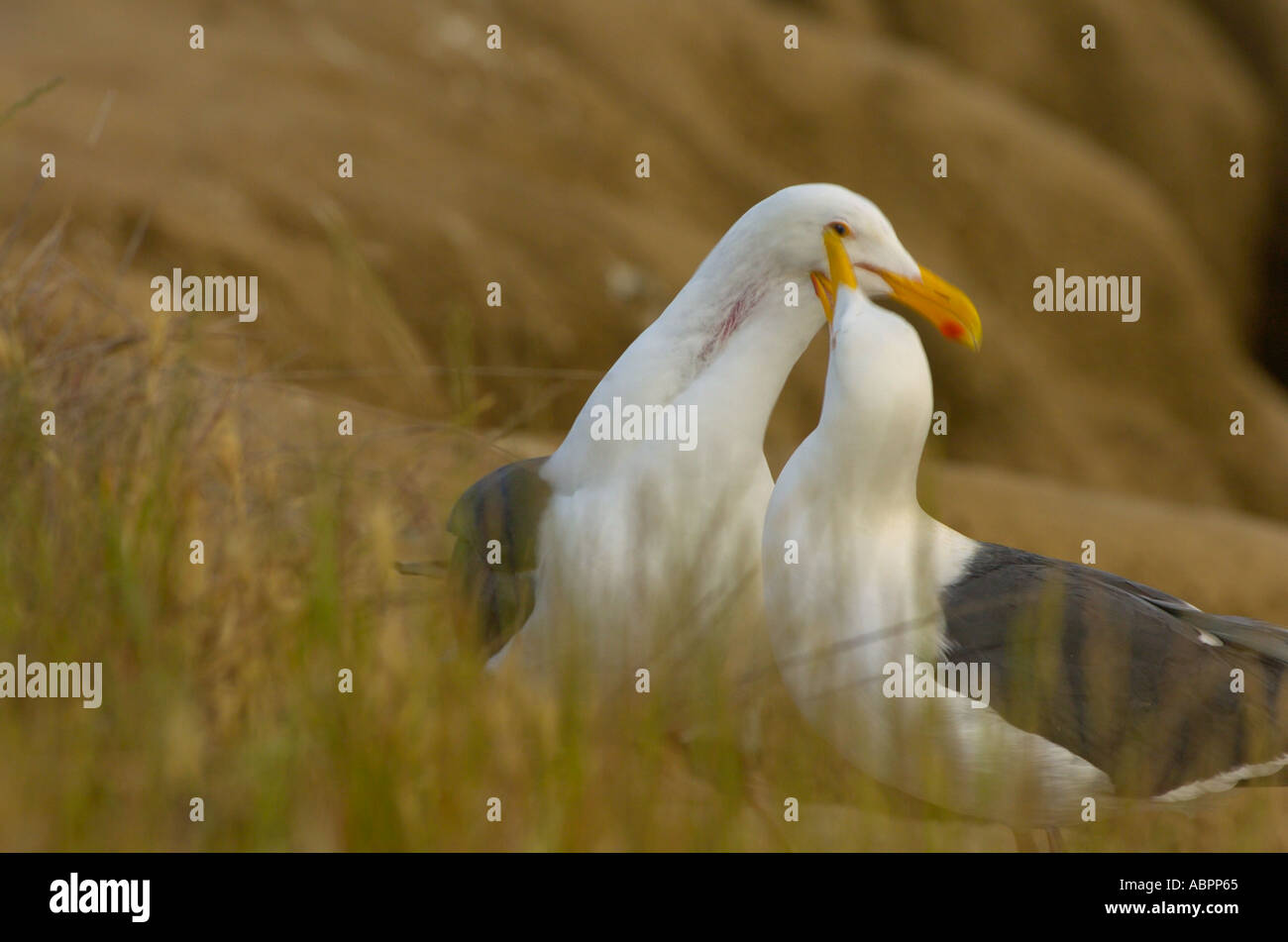 Two western gulls perform their courting ritual of friendly bites and pecks near their nest site on a cliff in La Jolla, CA USA Stock Photo