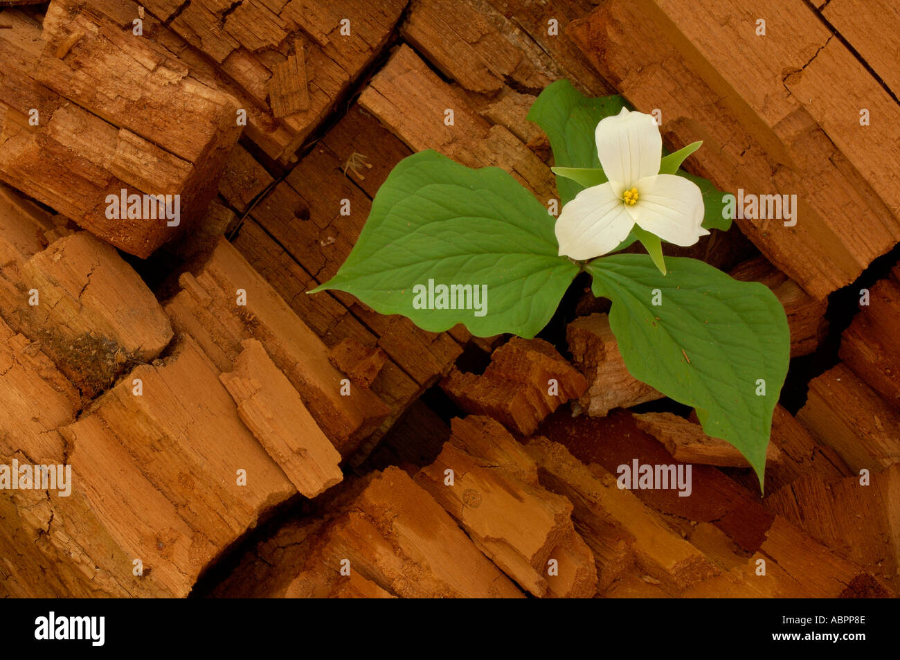 White trillium growing in rubble of a decaying log off a trail of Clinton River Park in Sterling Heights Michigan Stock Photo