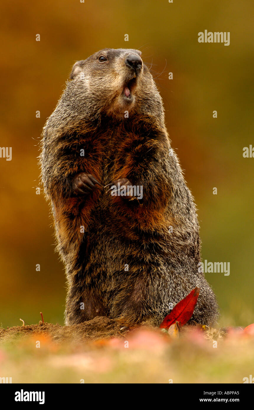 Punxsutawney phil groundhog day hires stock photography and images Alamy