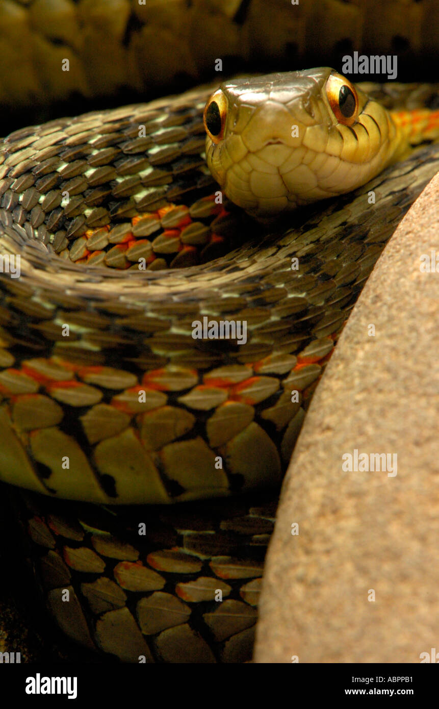 Coiled Common garter snake warming itself between rocks Stock Photo