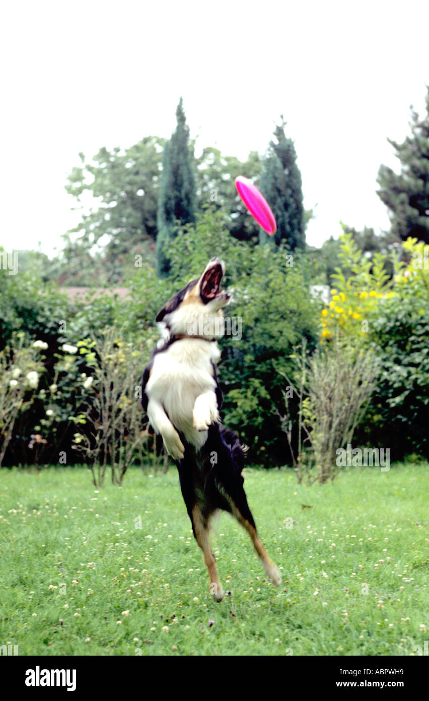 Dog catching a Frisbee in a garden Stock Photo Alamy