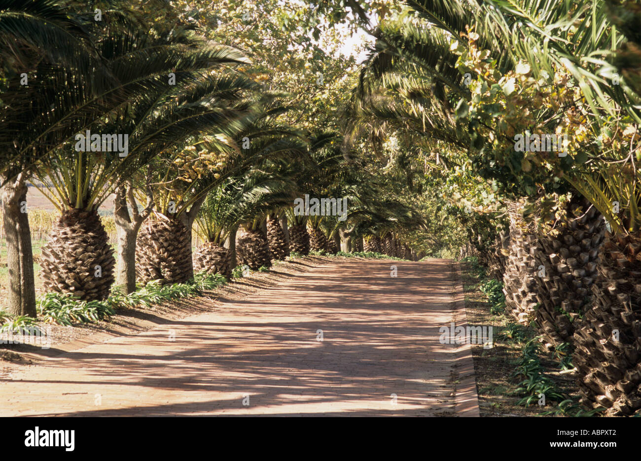 Palm lined avenue in South Africa Stock Photo