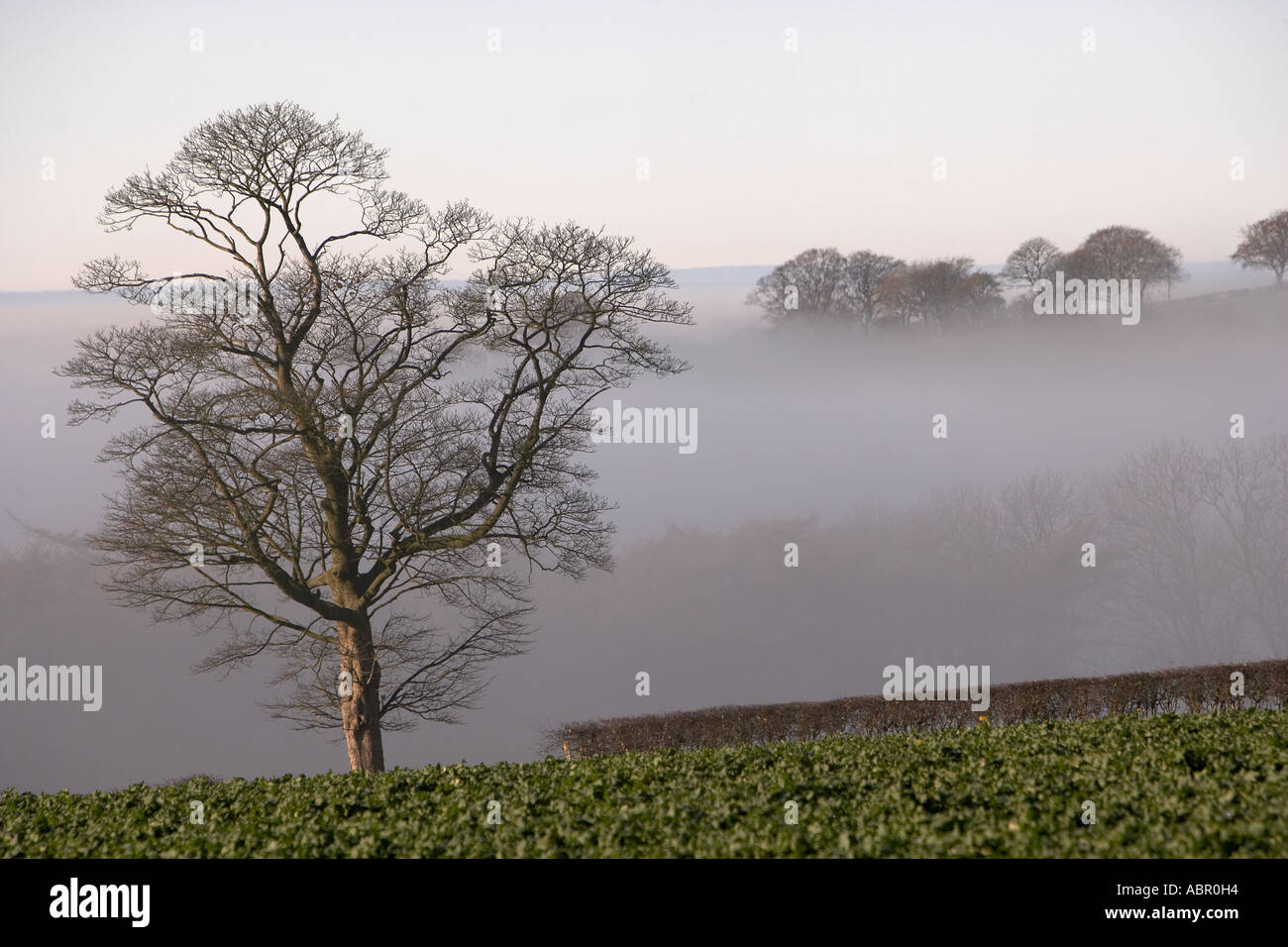 The Wolds shrouded in mist near Kirby Underdale East Yorkshire UK Stock Photo