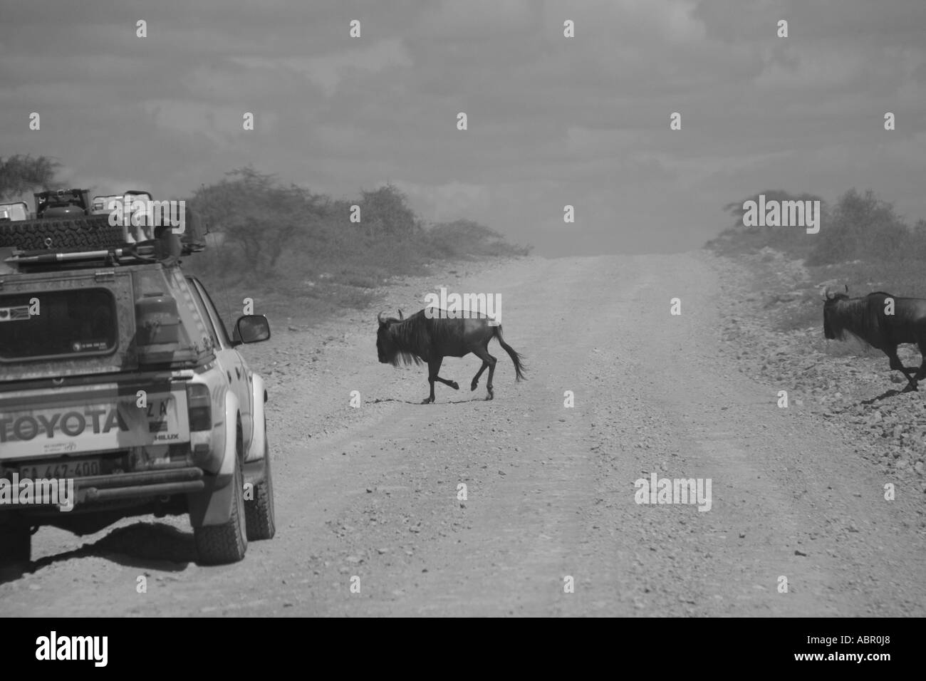 Black and White image of Migrating wildebeest and zebra in Tanzania and Kenya Stock Photo