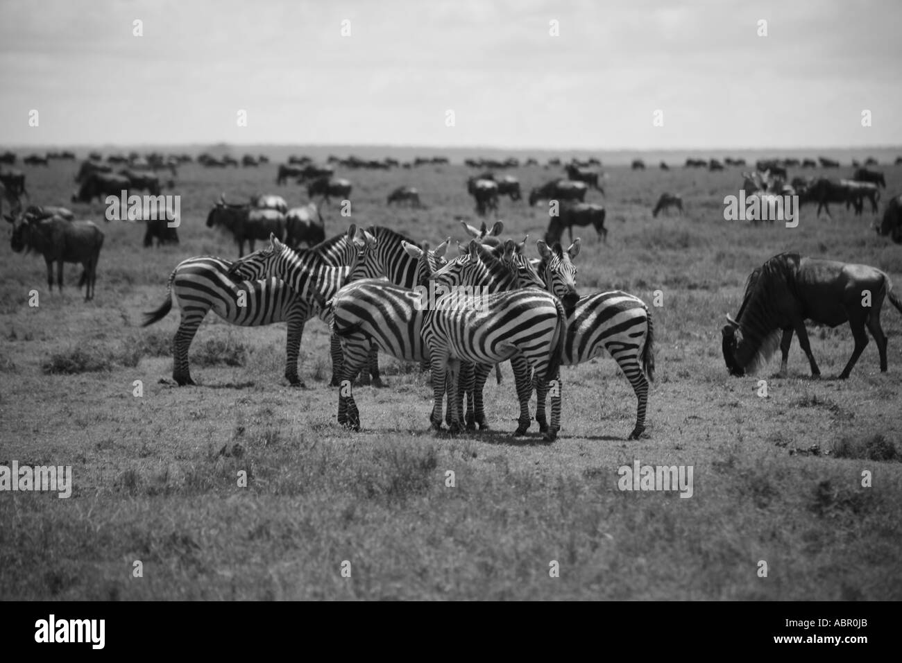 Black and White image of Migrating wildebeest and zebra in Tanzania and Kenya Stock Photo