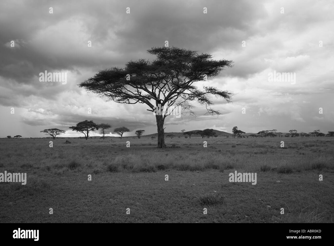 Lone Accacia tree in the African bush Stock Photo