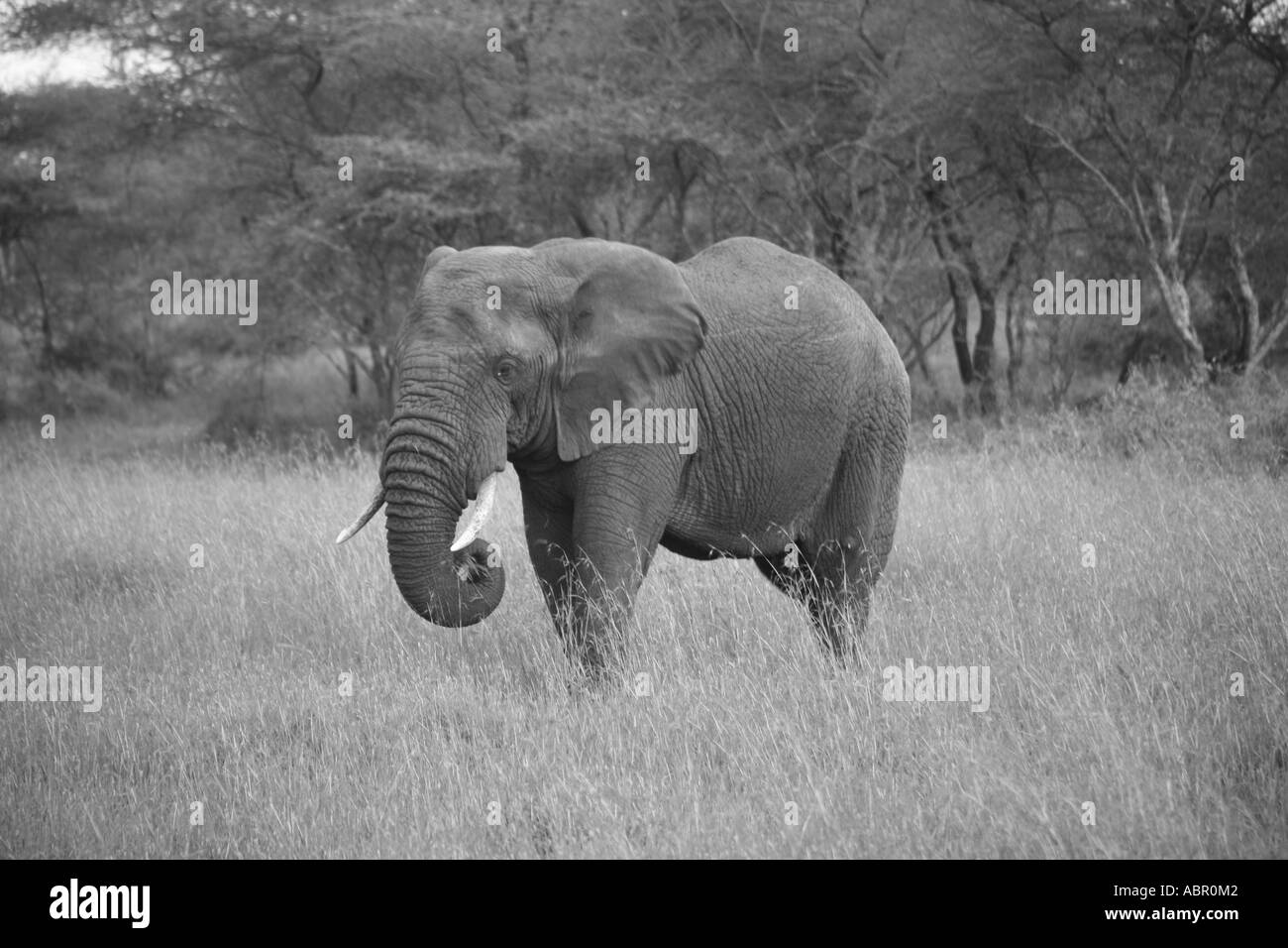 Lone bull elephant in the African bush Stock Photo