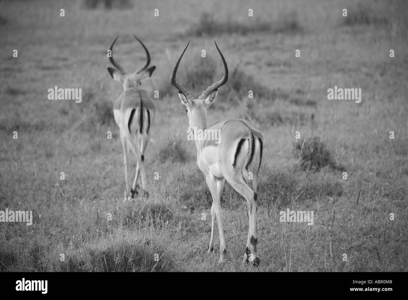 black and white gazelles mens