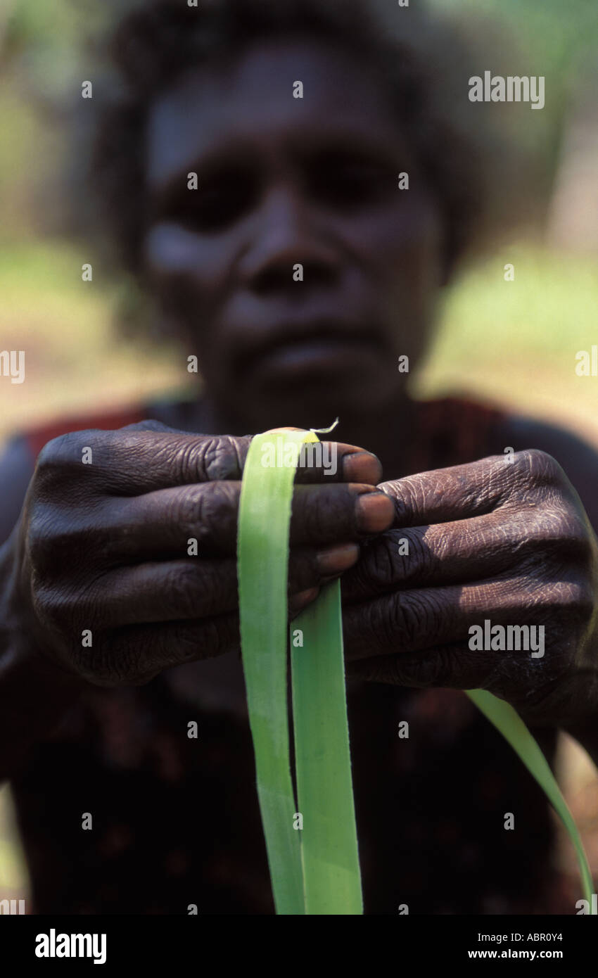 Aboriginal woman splitting pandanus for weaving ArnhemLand Stock Photo