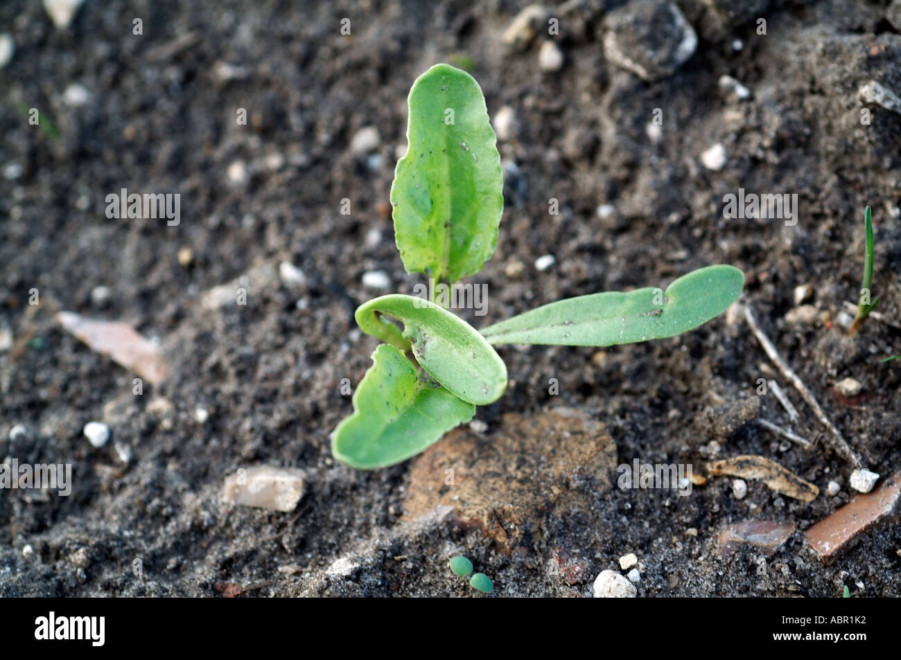 Close up of plant in young Sugar Beet crop Seedling Beta vulgaris L Stock Photo