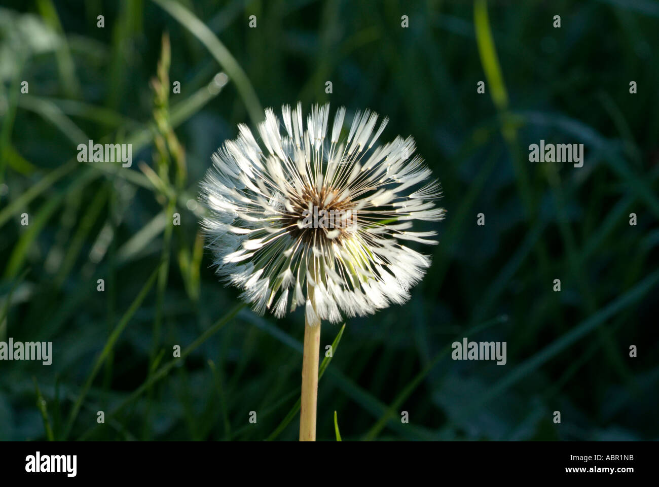 SINGLE DANDELION CLOCK Stock Photo - Alamy